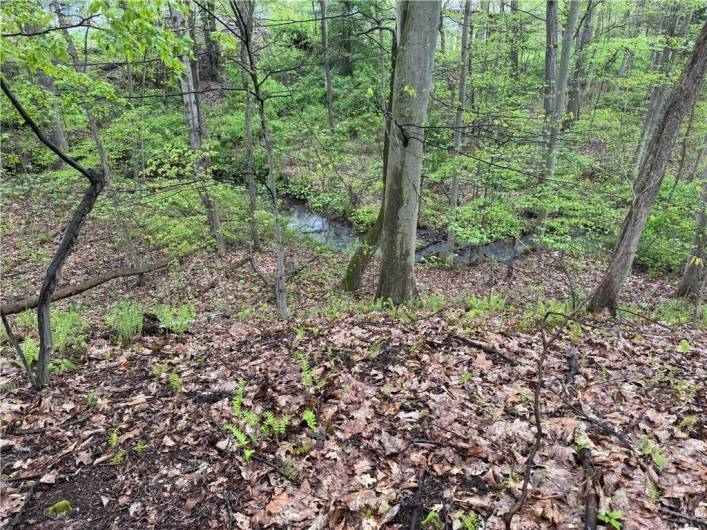 Stream in back of property
