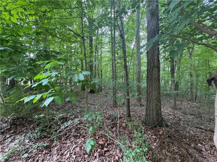 Wooded throughout