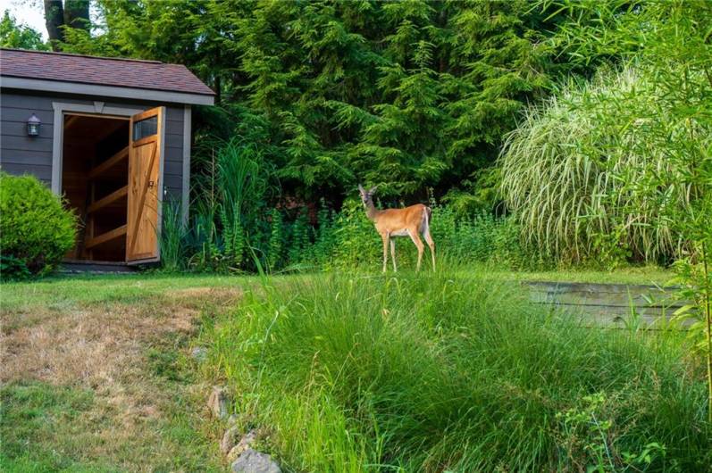 Visitor checking out the yard.