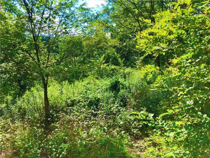 Wooded for privacy...