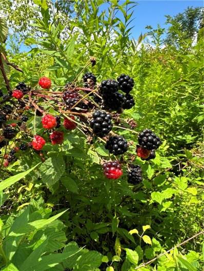 0 Matson Rd, Ligonier, PA 15658, 0 , ,0,Farm-acreage-lot,For Sale,Matson Rd,0,1668793