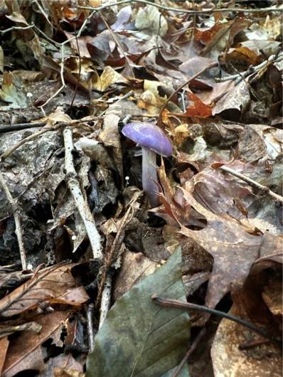 0 Matson Rd, Ligonier, PA 15658, 0 , ,0,Farm-acreage-lot,For Sale,Matson Rd,0,1668793