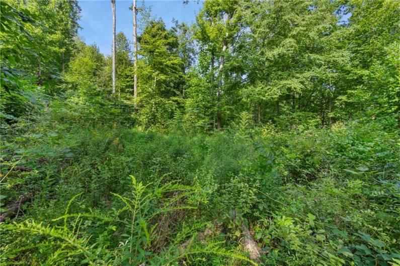 Possible homesite, appx 310 x 200ft