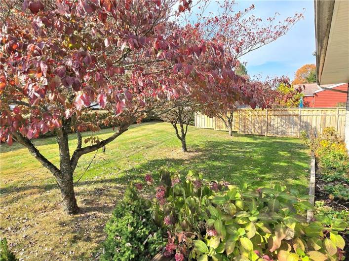 Front Yard From Porch View