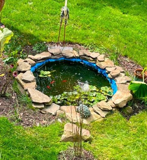 The pond in the backyard is stocked with fish.