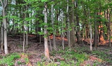 wooded 1 acre