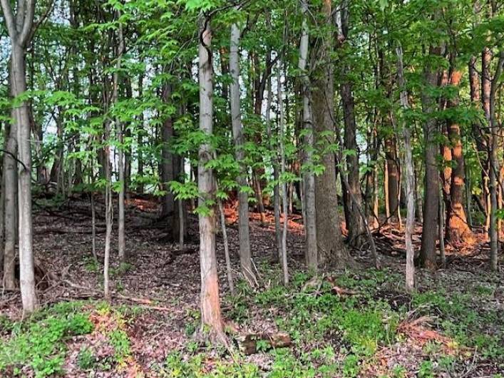 wooded 1 acre