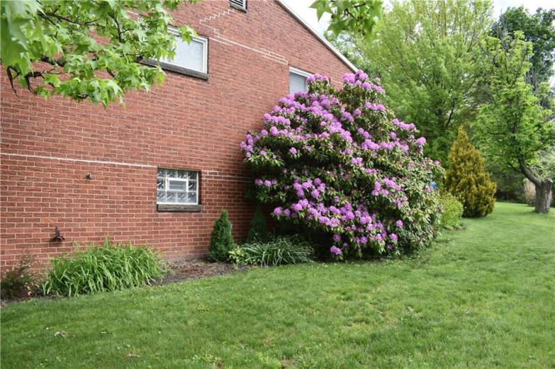 Side Yard