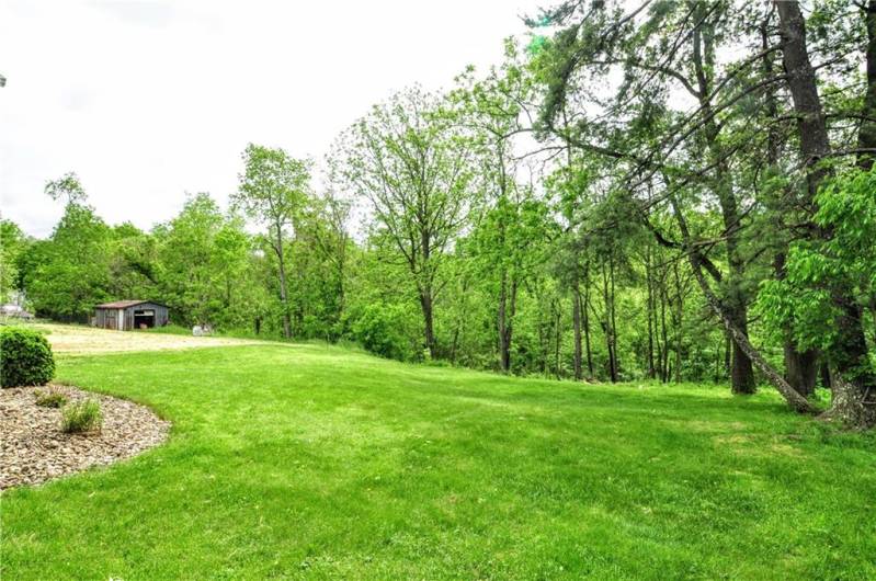 Wooded Back Yard