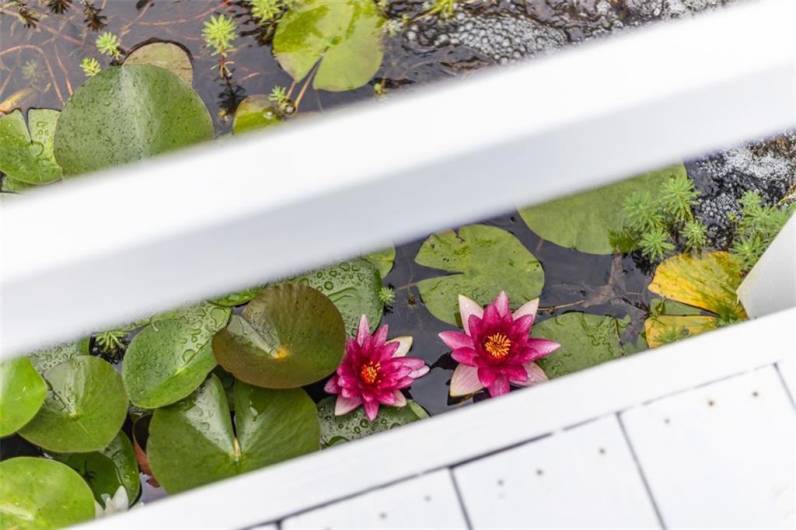 Cute lily pond.
