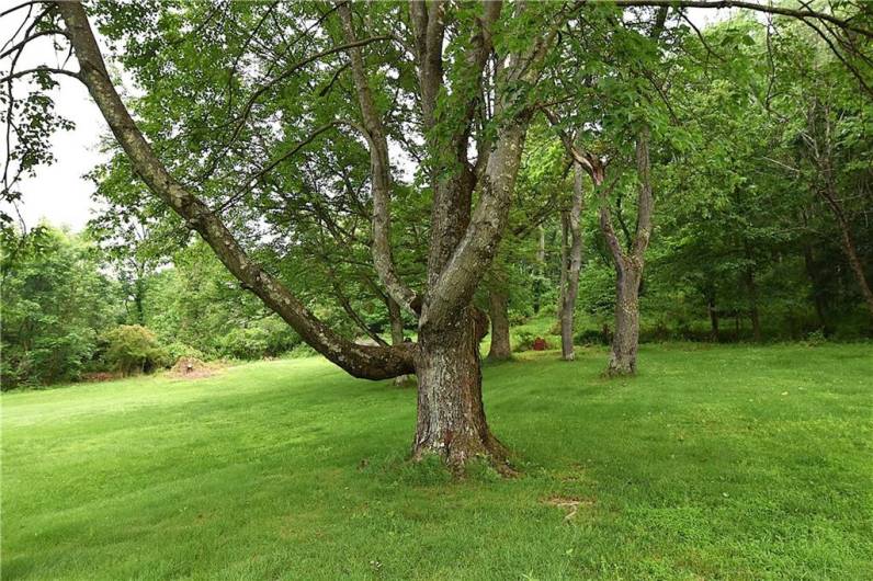 Back yard privacy view