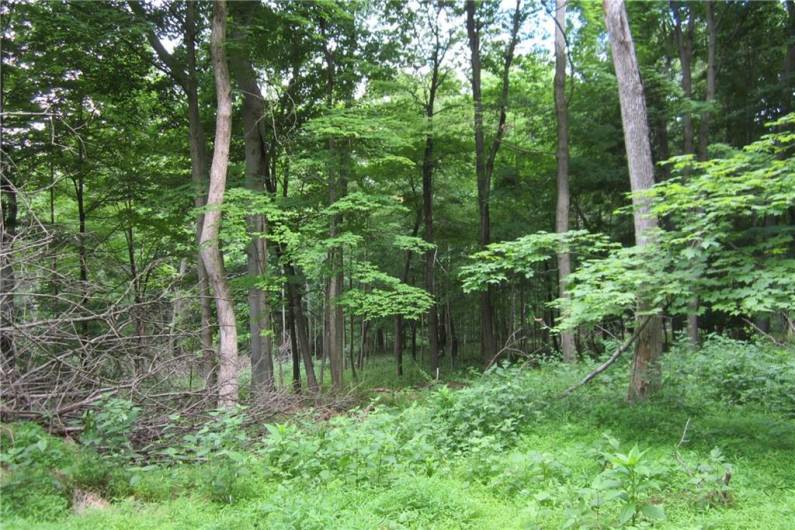 Developers:  Potential for many treed lots.